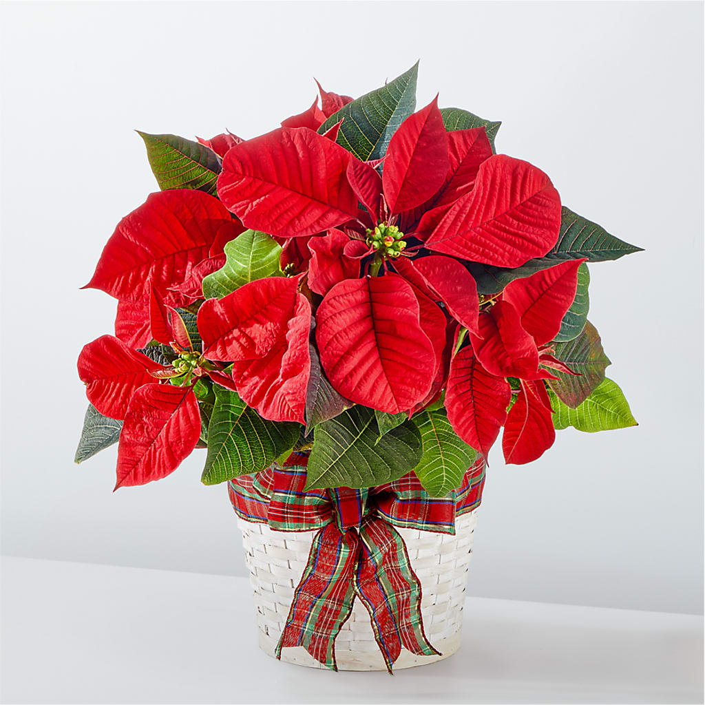 Happiest Holidays Poinsettia – A Marc In Design, Fort Lauderdale FL