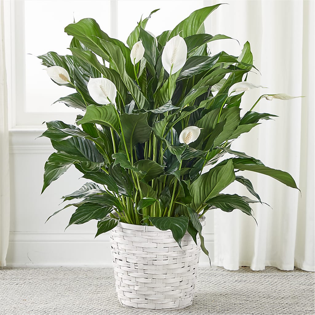A New Leaf Peace Lily – A Marc In Design, Fort Lauderdale FL