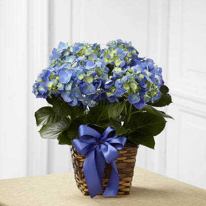 Blue Hydrangea Planter –  A Marc In Design, Fort Lauderdale FL